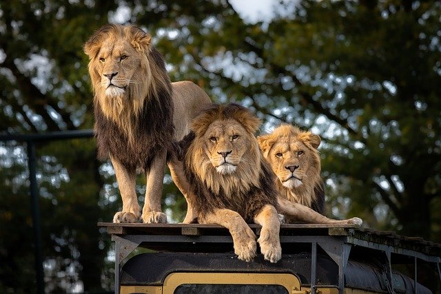 Explore Best African Safari Tour Packages